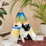 Models Direct’s ‘Cat Model’ Stars in Latest Felix Campaign