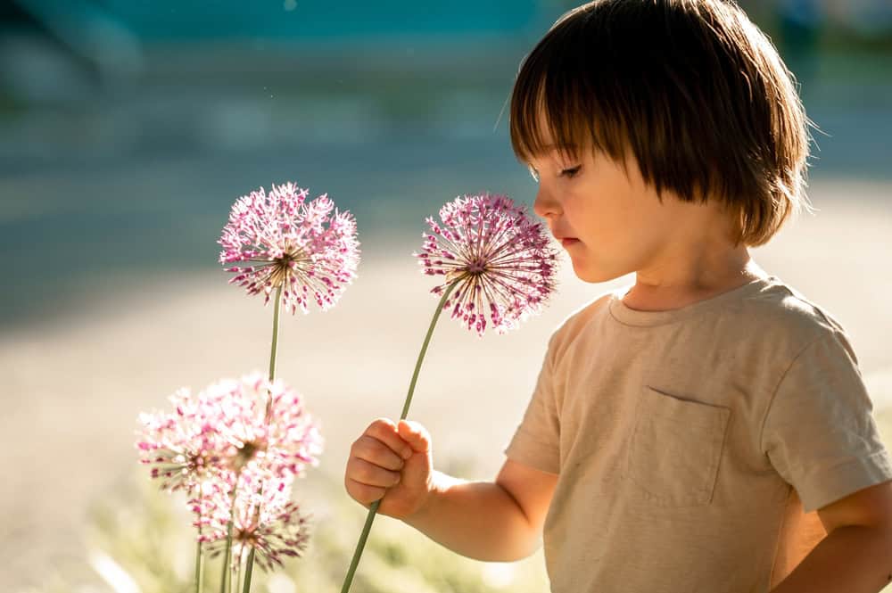 Young child smelling pink flowers under soft natural sunlight